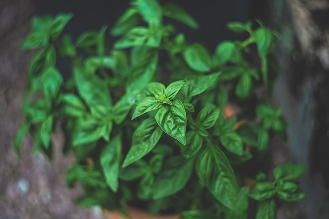 An image of a basil plant in a pot.
