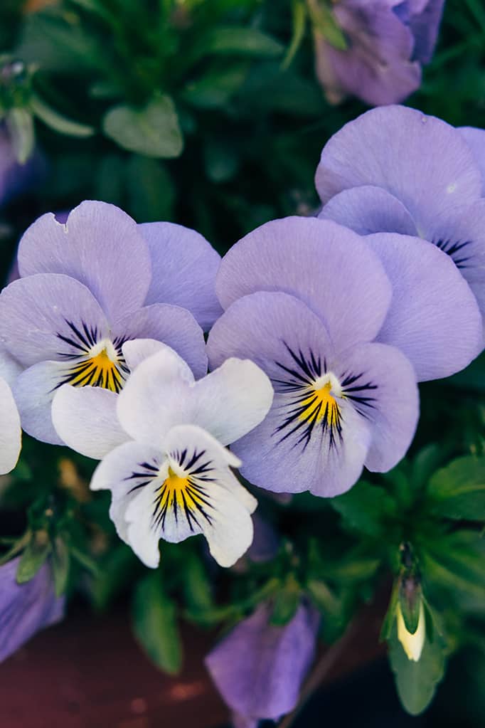 Purple and white pansies in a pot.